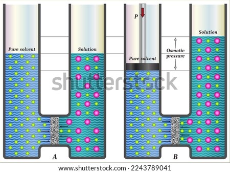 Osmosis results in the transfer of solvent molecules from a sample of low solute concentration to a sample of higher solute concentration.