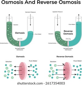 Osmosis and Reverse Osmosis Design Vector Illustration