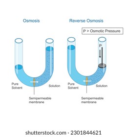 Osmosis and Reverse Osmosis. Solvent molecules pass through semipermeable membrane from pure solvent to solution or from less concentrated to high concentrated solutio in osmosis, opposite in reverse