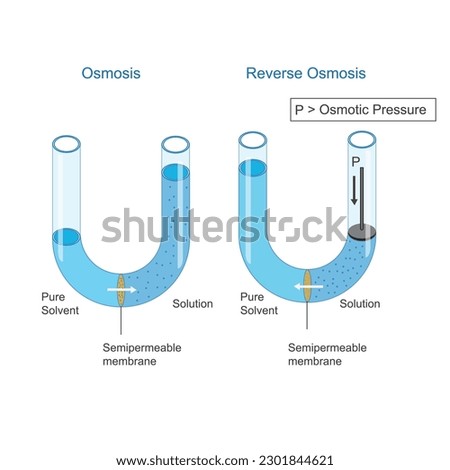Osmosis and Reverse Osmosis. Solvent molecules pass through semipermeable membrane from pure solvent to solution or from less concentrated to high concentrated solutio in osmosis, opposite in reverse