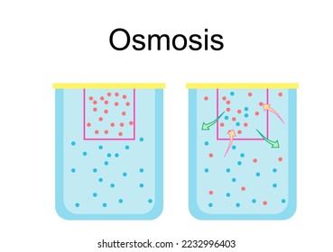 Osmosis the spontaneous net movement or diffusion of solvent molecules through a selectively-permeable membrane