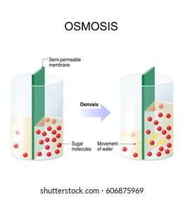 Osmosis. Water passing through a semi-permeable membrane into a region of higher sugar concentration.