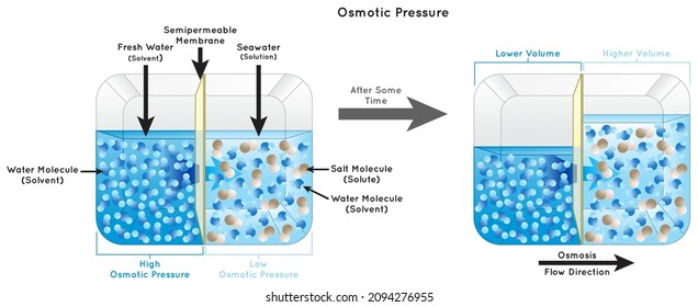 Osmotic Pressure Infographic Diagram showing fresh water separated from seawater by semipermeable membrane in container solvent solute solution osmosis flow direction physics science education vector