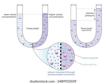 presión osmótica, movimiento neto de un disolvente a través de una membrana semipermeable