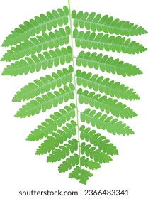 Osmunda claytoniana (Interrupted Fern) Plant Leaf Isolated