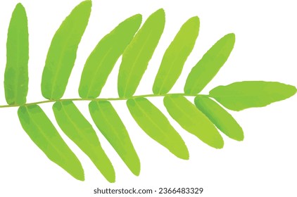 Osmunda regalis (Royal Fern) Leaf Isolated 