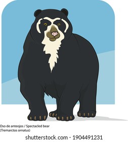 Oso de anteojos Colombia - Spectacled bear - Andes Bear 