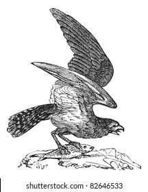 Osprey of America, Pandion carolinensis, fish eagle or sea hawk, vintage engraved illustration, Trousset encyclopedia (1886 - 1891).