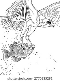 Osprey bird of prey catching a fish from the water with sharp talons, high action wildlife. Vector artline for coloring pages with high detail.
