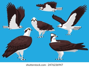 Águila pescadora Pájaro de presa Poses Ilustración vectorial