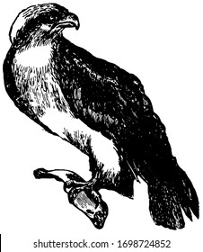 Osprey commonly found near water, vintage line drawing or engraving illustration.