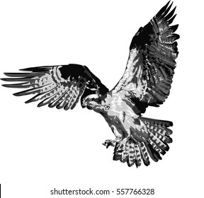 Osprey - Detailed Realistic Illustration of Bird Isolated on white - Bird of Prey 