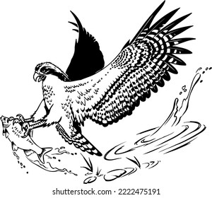 Osprey with Fish Vector Illustration