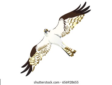 osprey fly to find fish