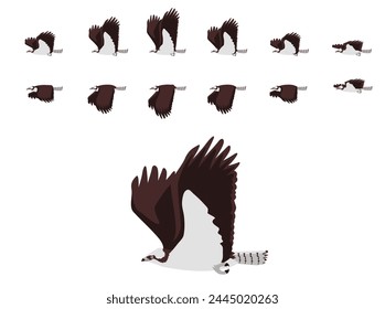 Osprey Flying Animal Animation Sequence Cartoon Vector