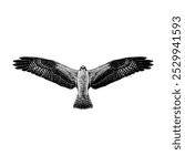 Osprey hand drawing vector isolated on white background.