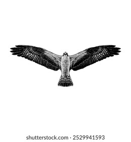 Osprey hand drawing vector isolated on white background.