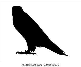 Osprey silhouette vector art white background