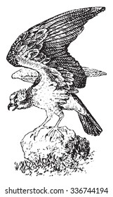 Osprey, vintage engraved illustration. Dictionary of words and things - Larive and Fleury - 1895.
