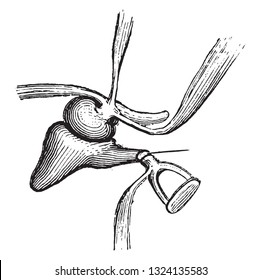 Ossicles of hearing, vintage engraved illustration. From Zoology Elements from Paul Gervais.