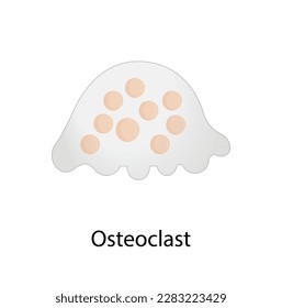 Células osteoclastas, células gigantes multinucleadas derivadas de células madre hematopoyéticas. Tipos de celdas óseas, ilustración vectorial. 