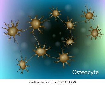 Osteocyte. Сell in mature bone