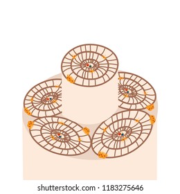 Osteon in a bone structure. Stock vector illustration of osteocyte, osteogenic cell, osteoblast and osteoclast.
