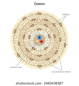 osteon, highlighting osteocytes, Haversian canal, and the lacunocanalicular network in bone tissue structure diagram hand drawn schematic vector illustration. Medical science educational illustration