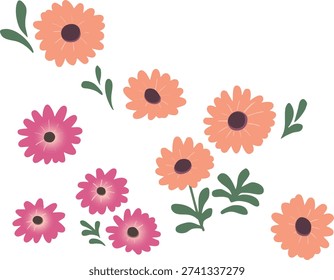 Osteospermum Flower Flat Vector Illustration Isolated on Transparent Background