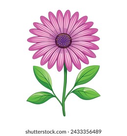 Osteospermum Flower Illustration on White Background