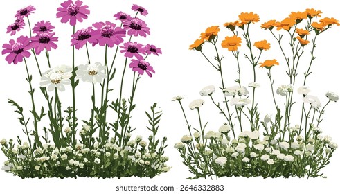 Osteospermum fruticosum and Achillea terracotta Yarrow, isolated cutout, flowering plants, botanical elements, herbal garden, wildflowers, vector illustration, natural flora.