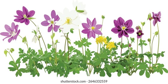 Osteospermum fruticosum e Aquilegia chrysantha corte de vista frontal, flores isoladas, flora de jardim, arbusto, flores silvestres, arte botânica, ilustração vetorial.