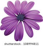 Osteospermum Purple flower macro