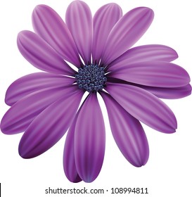 Osteospermum Purple flower macro