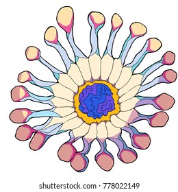 the osteospermum a tropical flower  vector illustration