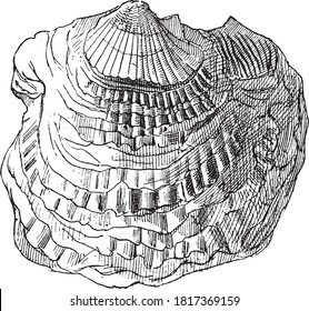 Ostrea bellovacina lignite floor, From the Dictionary of Word and Things, 1888.