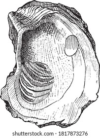 Ostrea cyathula Lower Miocene, del Diccionario de Palabra y Cosas, 1888.