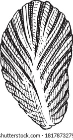Ostrea gregarea from Coral Rag, From the Dictionary of Word and Things, 1888.