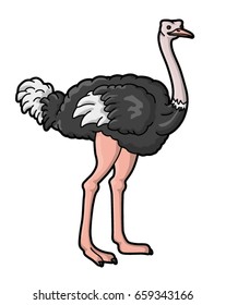 ostrich