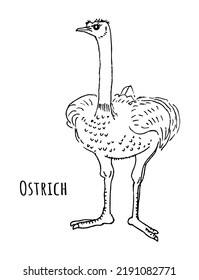 Ostrich. African bird. Hand drawn vector illustration