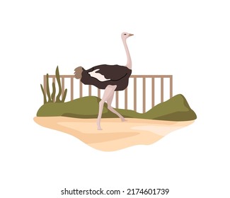 Ostrich in African nature reserve with exotic ratites animals flora and fauna habitat. Zoological garden, wildlife of Africa. Flat cartoon, vector illustration