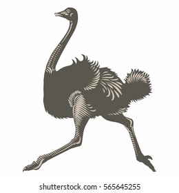 Ostrich African runner, illustration, vector