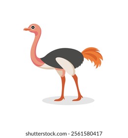 Ostrich animal isolated flat vector illustration on white background.
