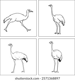 A ostrich animal Line Art