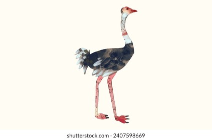 Ostrich, ilustración vectorial de la acuarela de fauna silvestre animal.