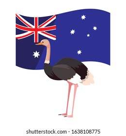 ostrich with australian flag in the background vector illustration design