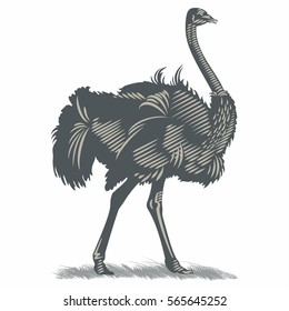 Ostrich Australian on grass, illustration, vector