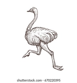 Ostrich bird, farm animal sketch, isolated running ostrich on the white background. Vintage style. Vector illustration.