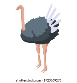 Ostrich bird icon. Isometric of ostrich bird vector icon for web design isolated on white background
