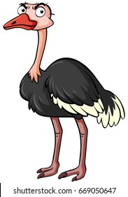 Ostrich bird on white background